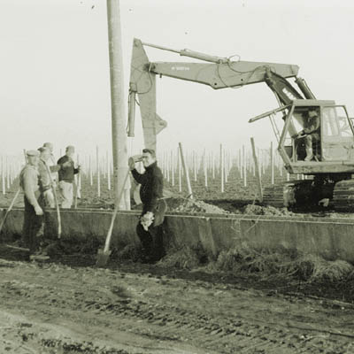 impianto vigna