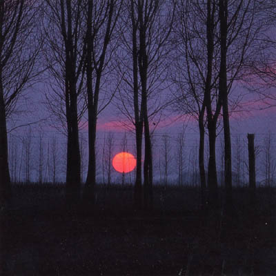 tramonto con alberi