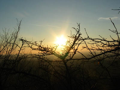 tramonto con ramo