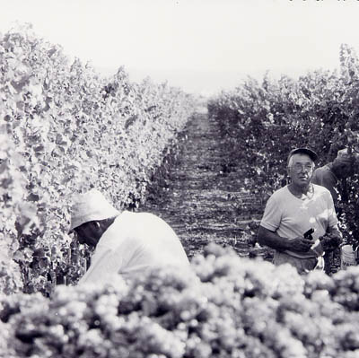 vendemmia