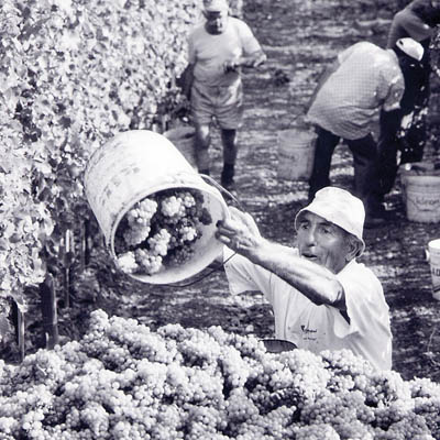 vendemmia1