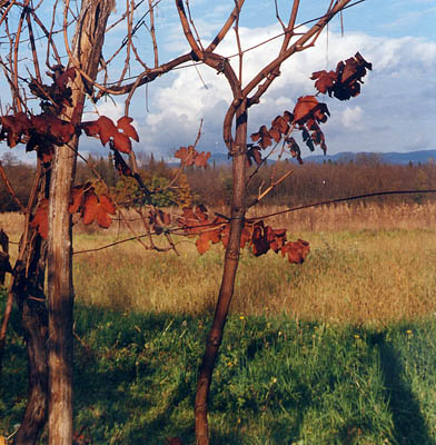 vigna autunno