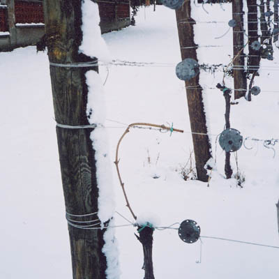 vigna neve