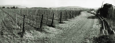 vigna panoramica
