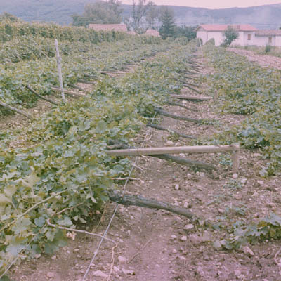 vigna ribaltata