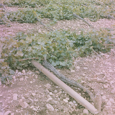 vigna ribaltata2