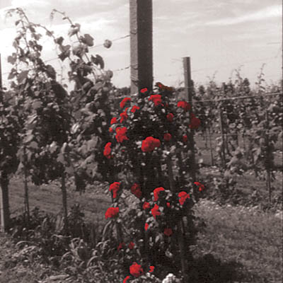 vigneto rose rosse