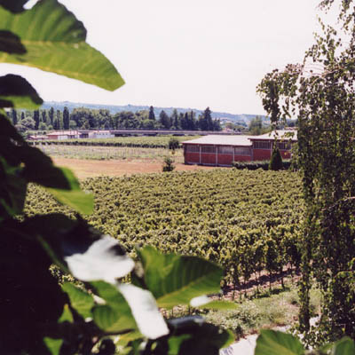 vista cantina