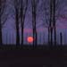 tramonto con alberi
