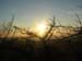 tramonto con ramo
