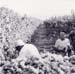 vendemmia