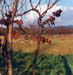 vigna autunno