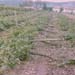 vigna ribaltata