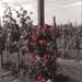 vigneto rose rosse